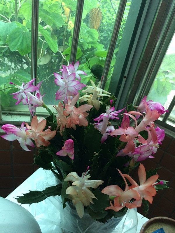 此盆栽绿植冬季栽下,丢进土里就能活,养都养不