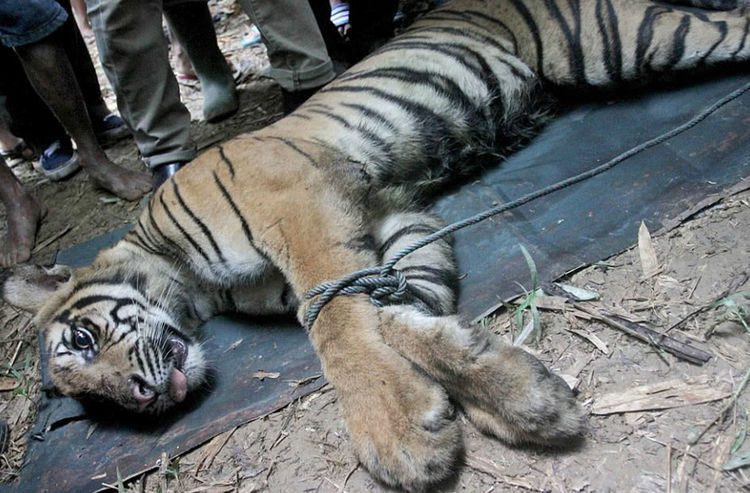 印尼村民下陷阱抓猎物时居然抓了一大家伙,看清后吓了一身冷汗