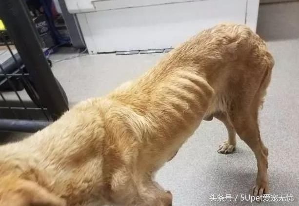 6岁自闭症男孩不会说话,但当他遇到这只流浪狗