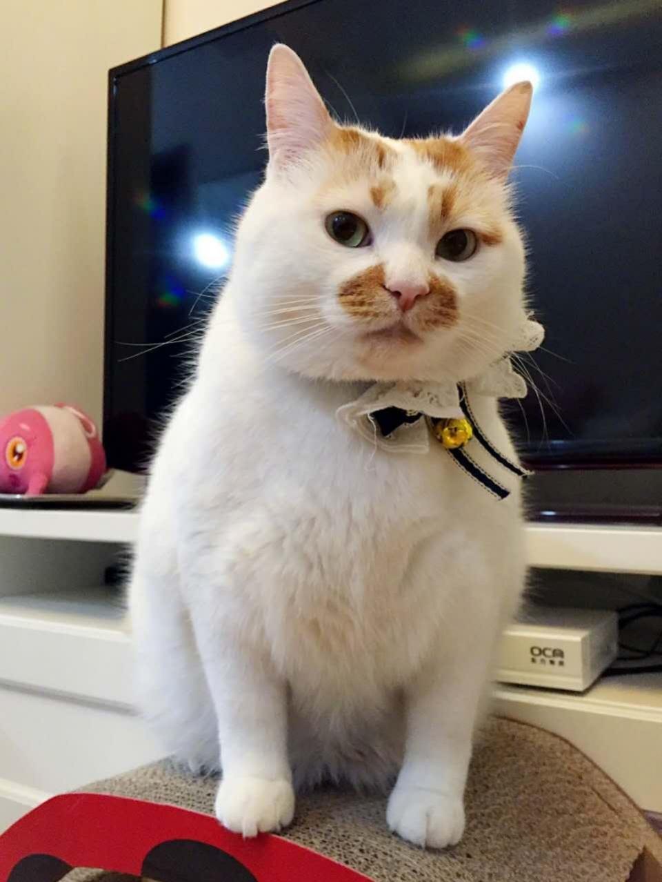 铲屎官来稿 | 一大波橘猫来袭!胖橘瘦橘进来看看就知道了