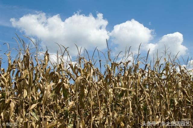 玉米发生旱灾时不要着急,这些方法帮您高产