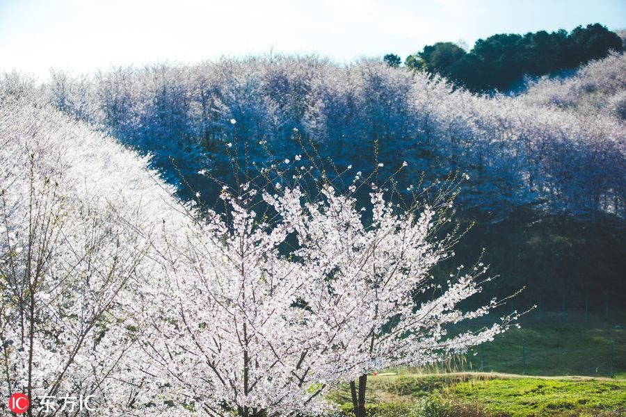 万亩樱花怒放 贵州平坝万亩樱花园迎来火爆樱