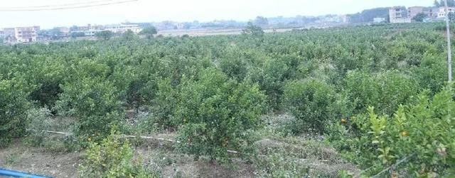 广西今年砂糖橘烂市,价格大跌,农民把价格降至