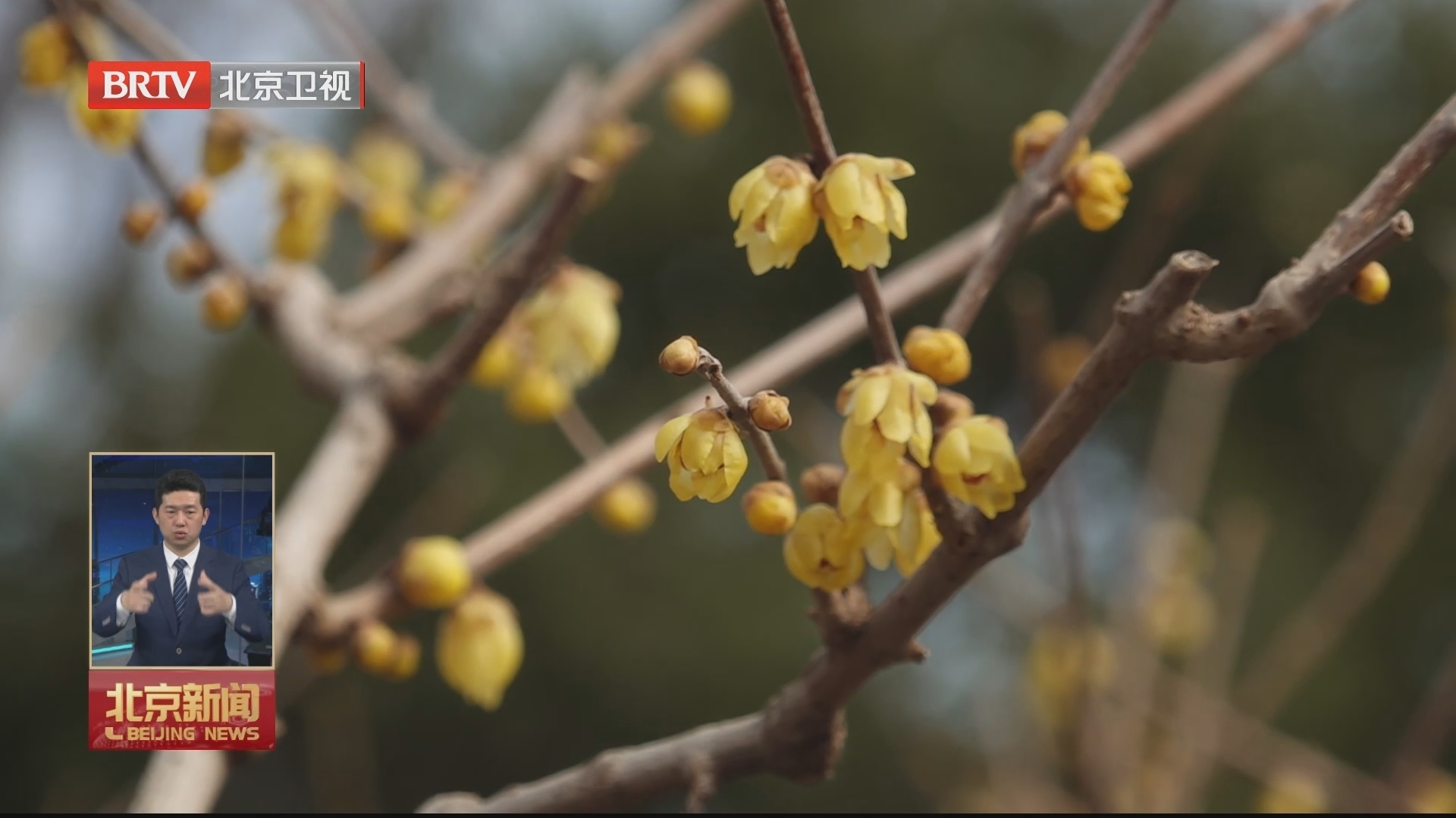京华春来早 北京各大公园蜡梅绽放