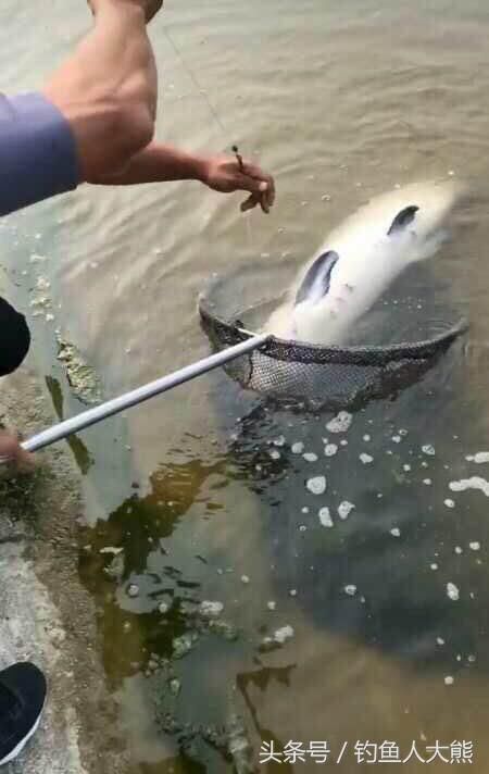 幸亏用的是一根大物竿专门垂钓大鱼的,而且鱼线是用的十二号线鱼钩用