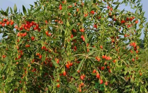 青少年会得淋巴癌吗