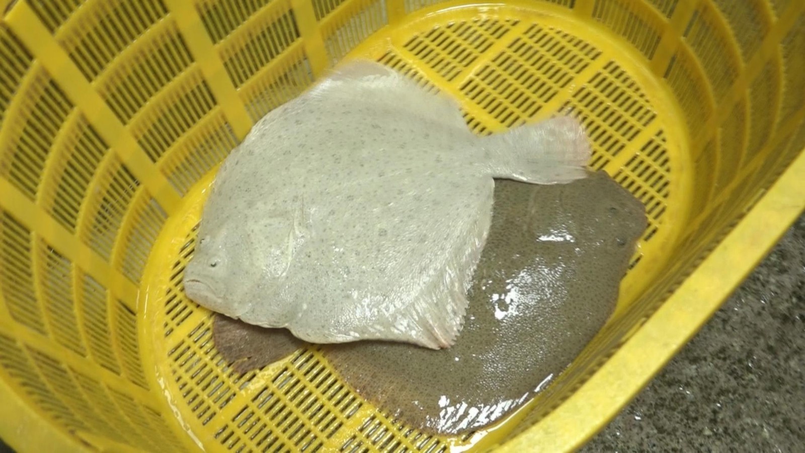 多宝鱼为何颜色有灰有白?大厨教您清蒸多宝鱼味美不腥 多宝鱼为何颜色有灰有白?大厨教您清蒸多宝鱼味美不腥