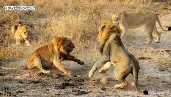 狮王打算杀死前狮王孩子时, 关键时刻被2只母狮所解救