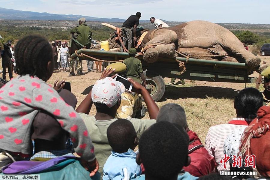 Lamuria的民众围观拍摄大象搬运过程。