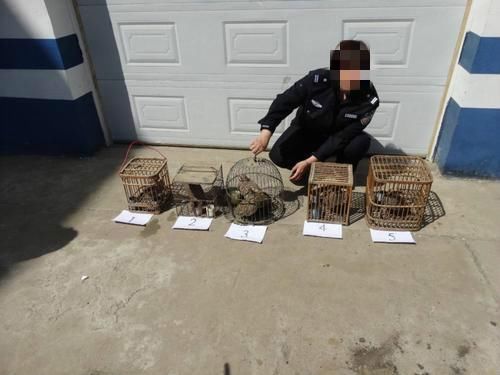 包头市石拐区森林公安局侦破一起非法狩猎案件