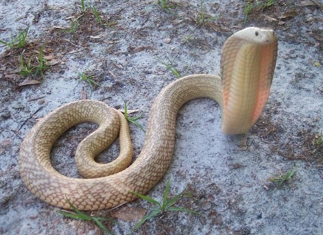 况且不只是毒蛇,连一般的蛇一般人看到了都非常的惧怕,蛇是人类的天敌