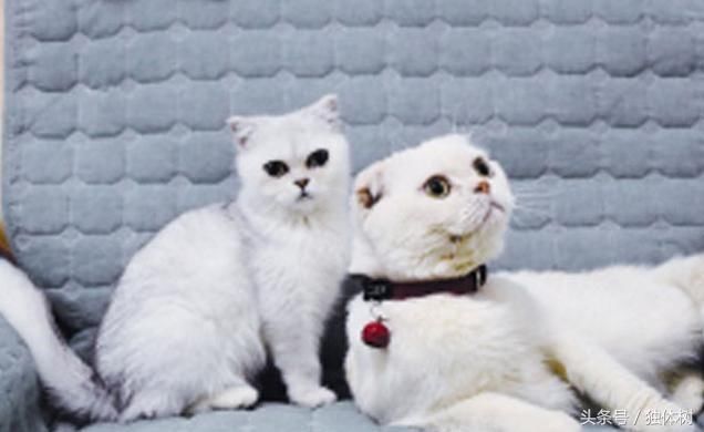 抖音网红粉丝排行榜前五出炉,摩登兄弟落榜,冯