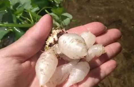 农村路边的水晶萝卜,城里人想吃吃不到!知道
