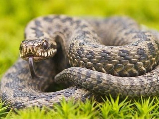 为什么蛇进家里不能打?有科学依据吗?答案很