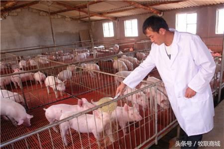 猪口蹄疫防治?猪得了口蹄疫怎么治?如何防控