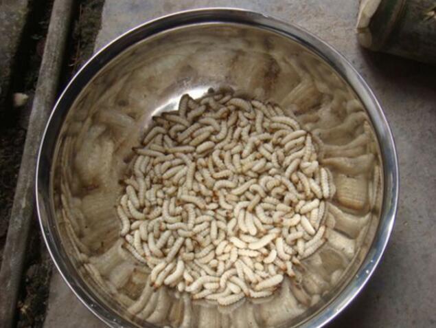 这种虫子叫住竹虫又名竹蜂,竹蛆.