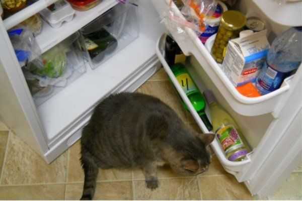 为什么红葡萄酒可以放冰箱而白葡萄酒不行?