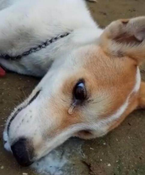 狗因赶走小偷被下毒报复 倒地后流泪身亡