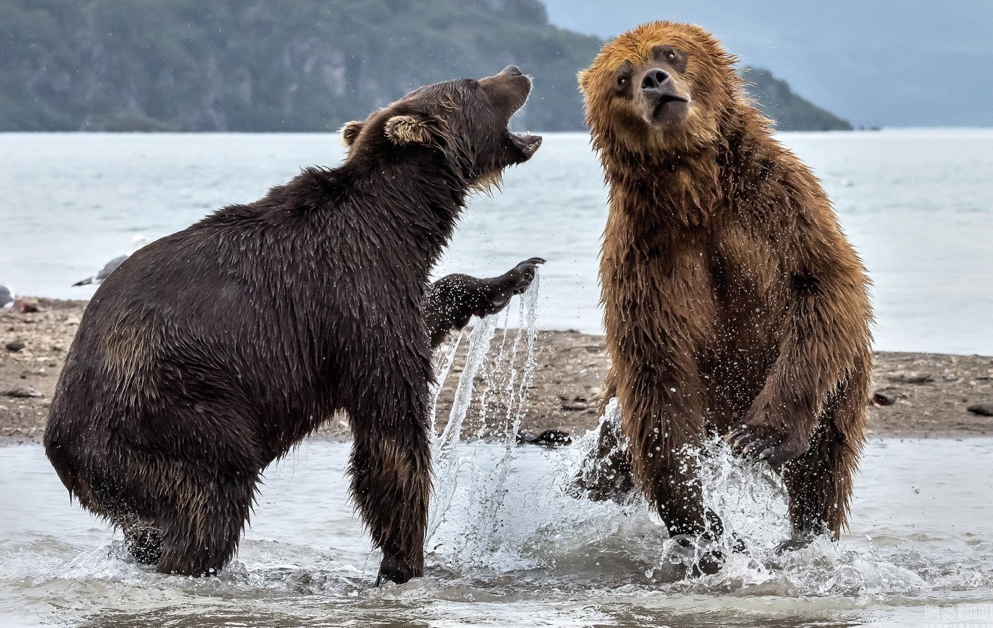一言不合就开撕 俄罗斯两头熊上演精彩拳击赛