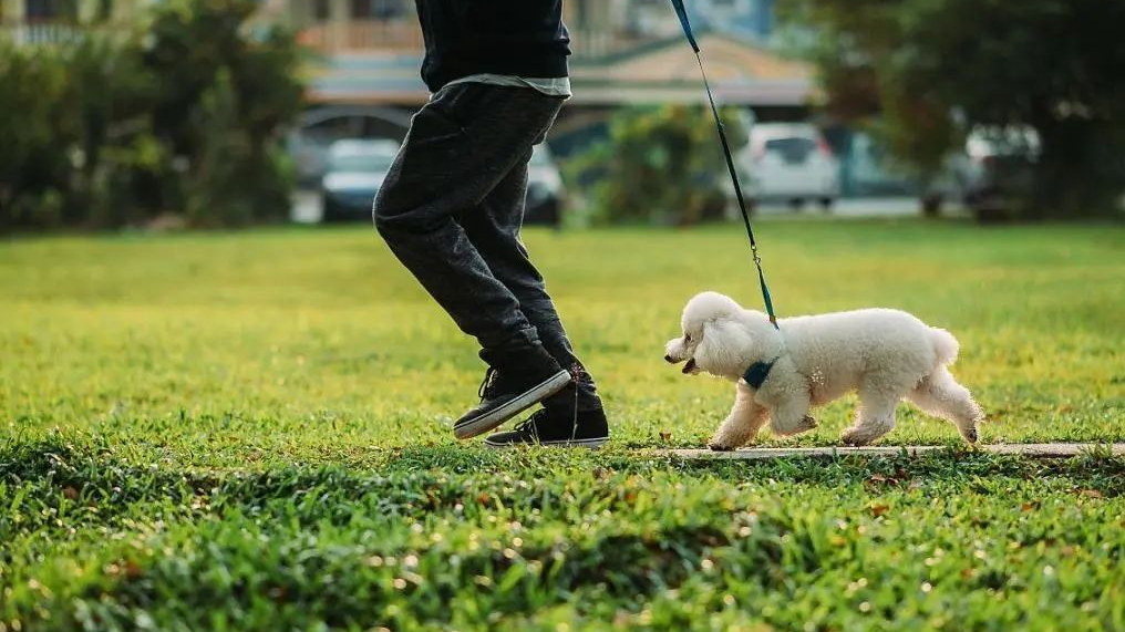 依法养犬，以案释法！看看各类宠物纠纷情形如何处理？