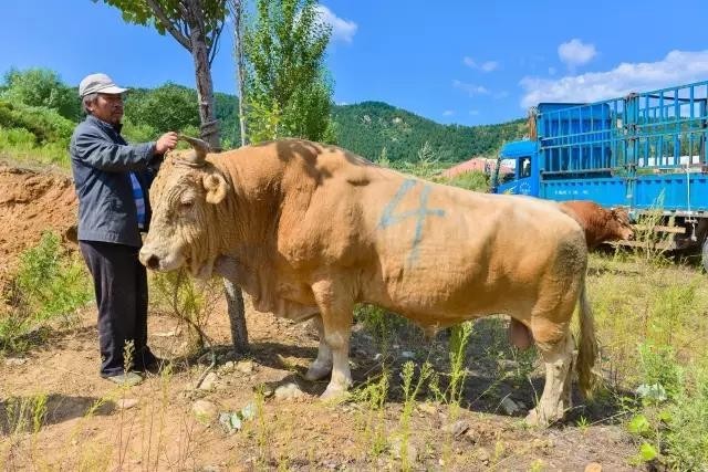 图们江畔牤牛争霸 斗牛场内押宝得奖