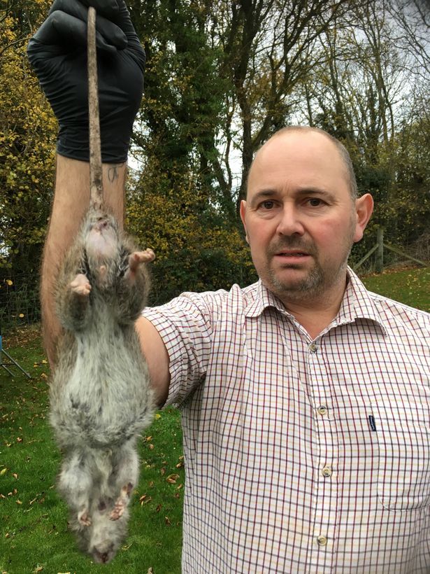 英国捕杀巨鼠身长 50 厘米 未来或引入机器人捕鼠