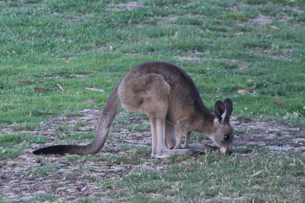 澳洲高尔夫球场新招牌:和袋鼠一起打一局?