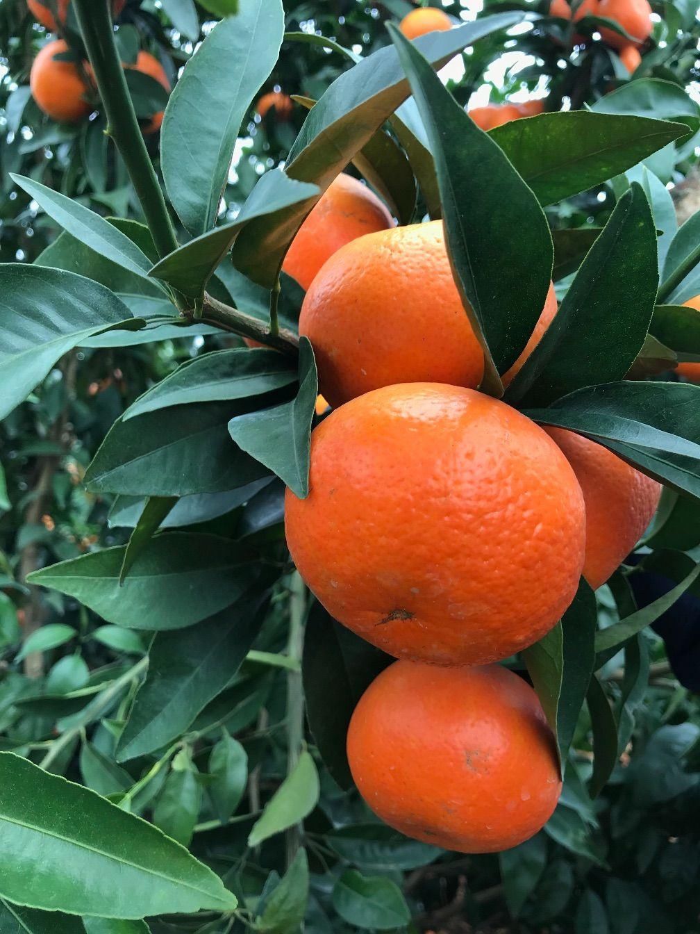 水果界的黑马北海沃柑