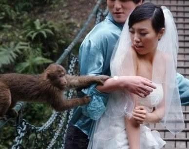 猴子有多精,看峨眉山的猴子如此猖狂,它们只怕