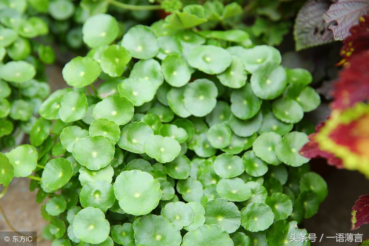 农村人用金钱草泡水喝,你知道有什么功效吗?