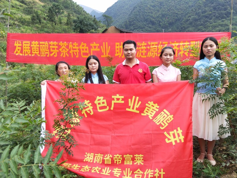湖南省帝富莱原生态农业专业合作社黄鹂芽茶茶
