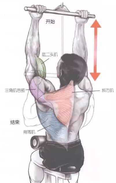 窄距下拉主要练背那部分?虐背者必修!