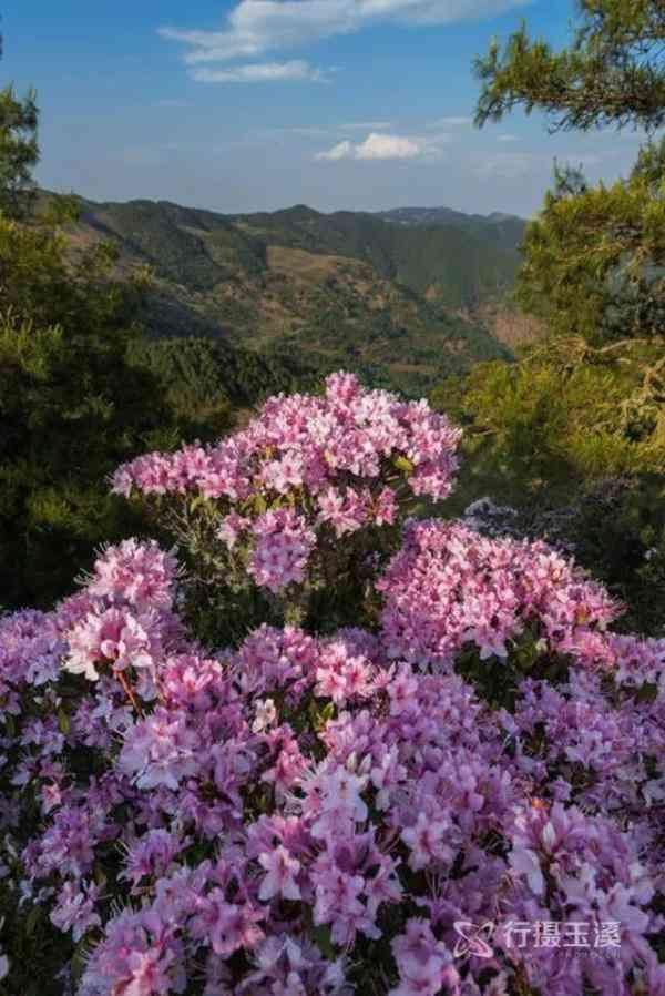 行摄玉溪|春山响杜鹃