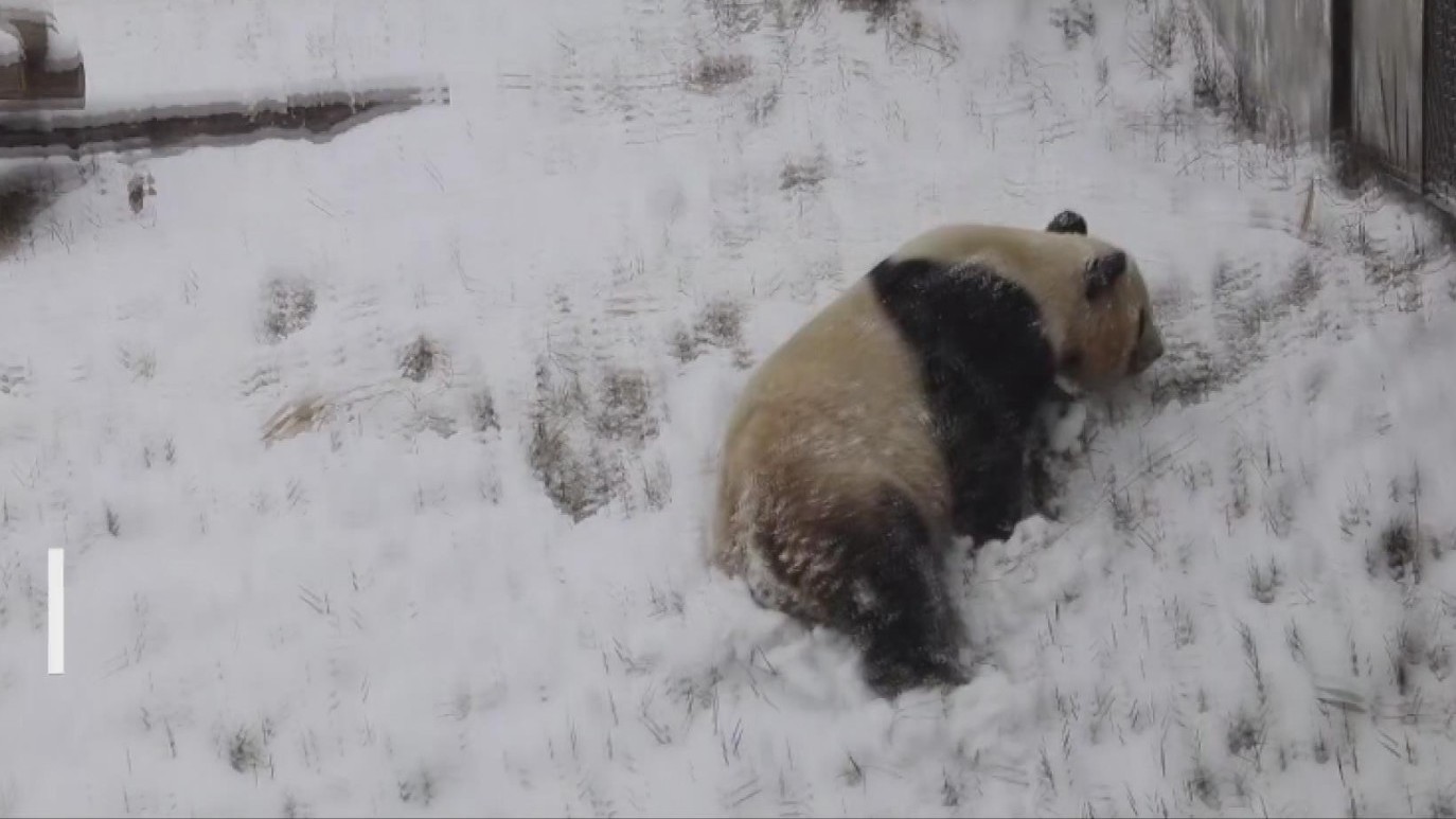 “国宝们”滑雪 连滚带爬的~~