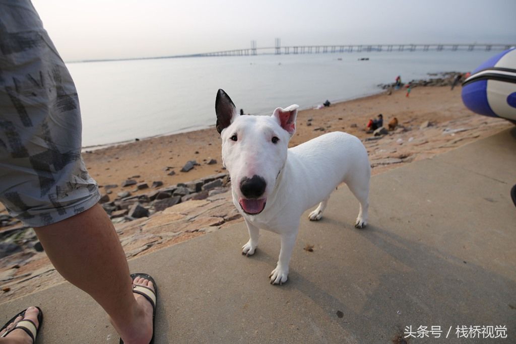 青岛胶州湾盛产海鲈鱼,钓鱼高手一天钓了好几