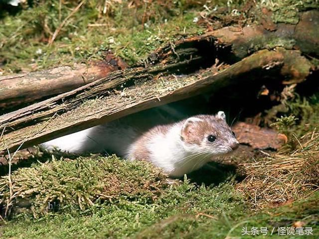 民间故事:黄鼠狼偷鸡,老道把它变成了公鸡!