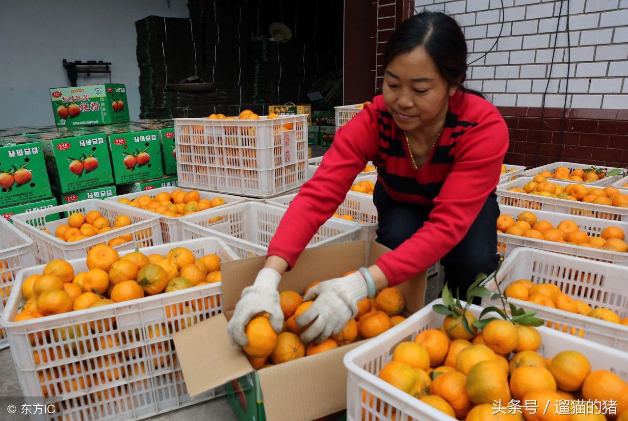 椪柑又名芦柑,4月开花12月成熟,生长过程漫长