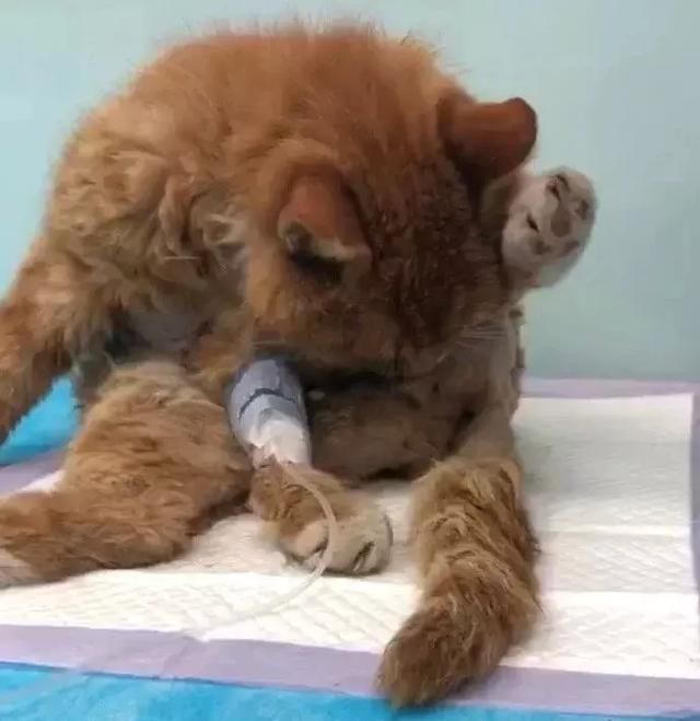 神预测世界杯的故宫猫去世了,带走它的猫血栓