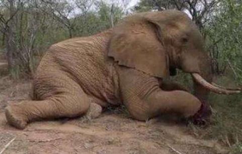 突然发现一片小树林里有一头大象,这头大象当时趴在地上,人们还以为它