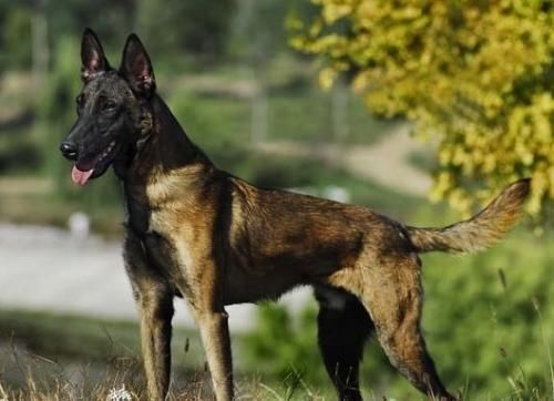 老爸是昆明犬,老妈是马犬,儿子昆马犬是中国最