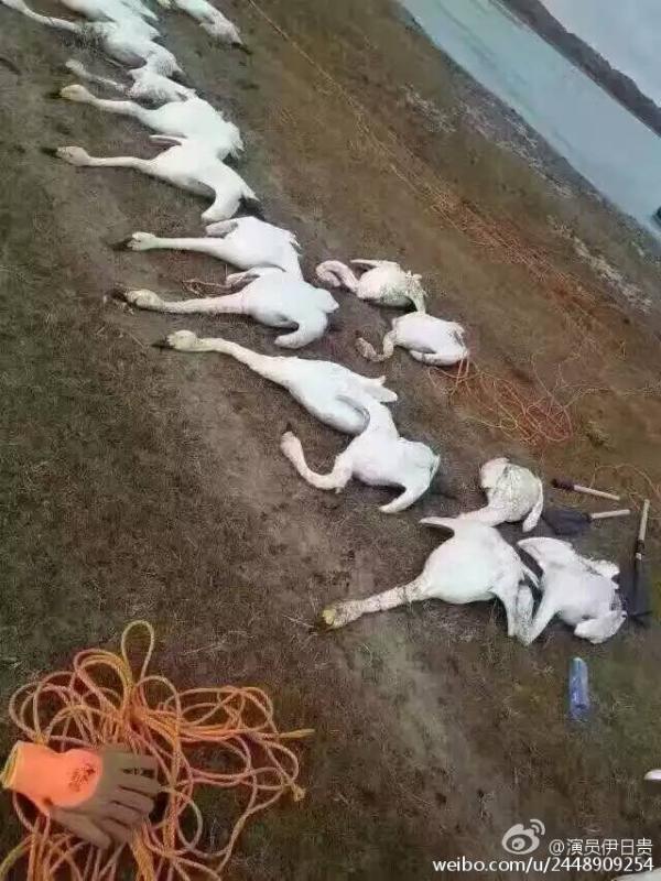 内蒙古数百只天鹅被捕杀 官方回应:死因不明