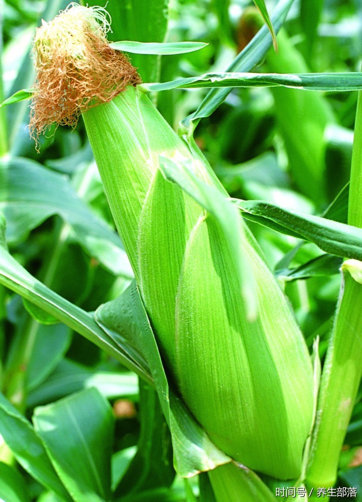 玉米须的功效真是太大了,故有一根玉米须,堪称