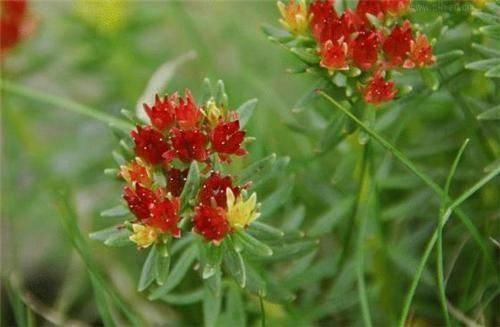 颈椎疼头晕、恶心, 一株艾草能顶十副药, 治一个