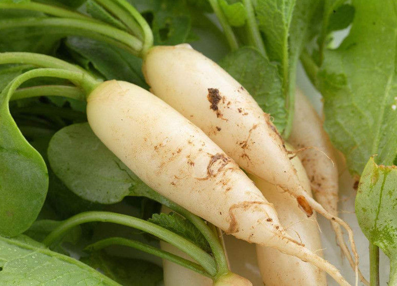 冬吃萝卜,你真的会吃萝卜?和这两种食物一起吃等于慢性自杀!