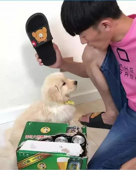 主人欲教训小金毛被狗妈妈拦住,最后狗妈妈还