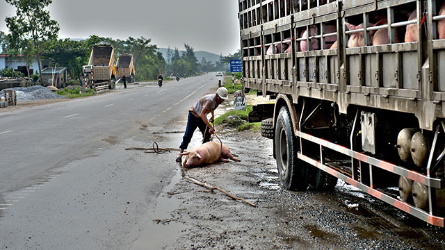 肥猪掉落高速 巡逻民警帮忙赶猪