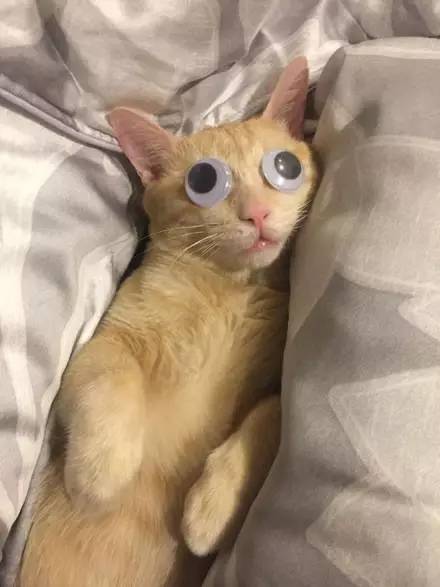 差不多是个智障了