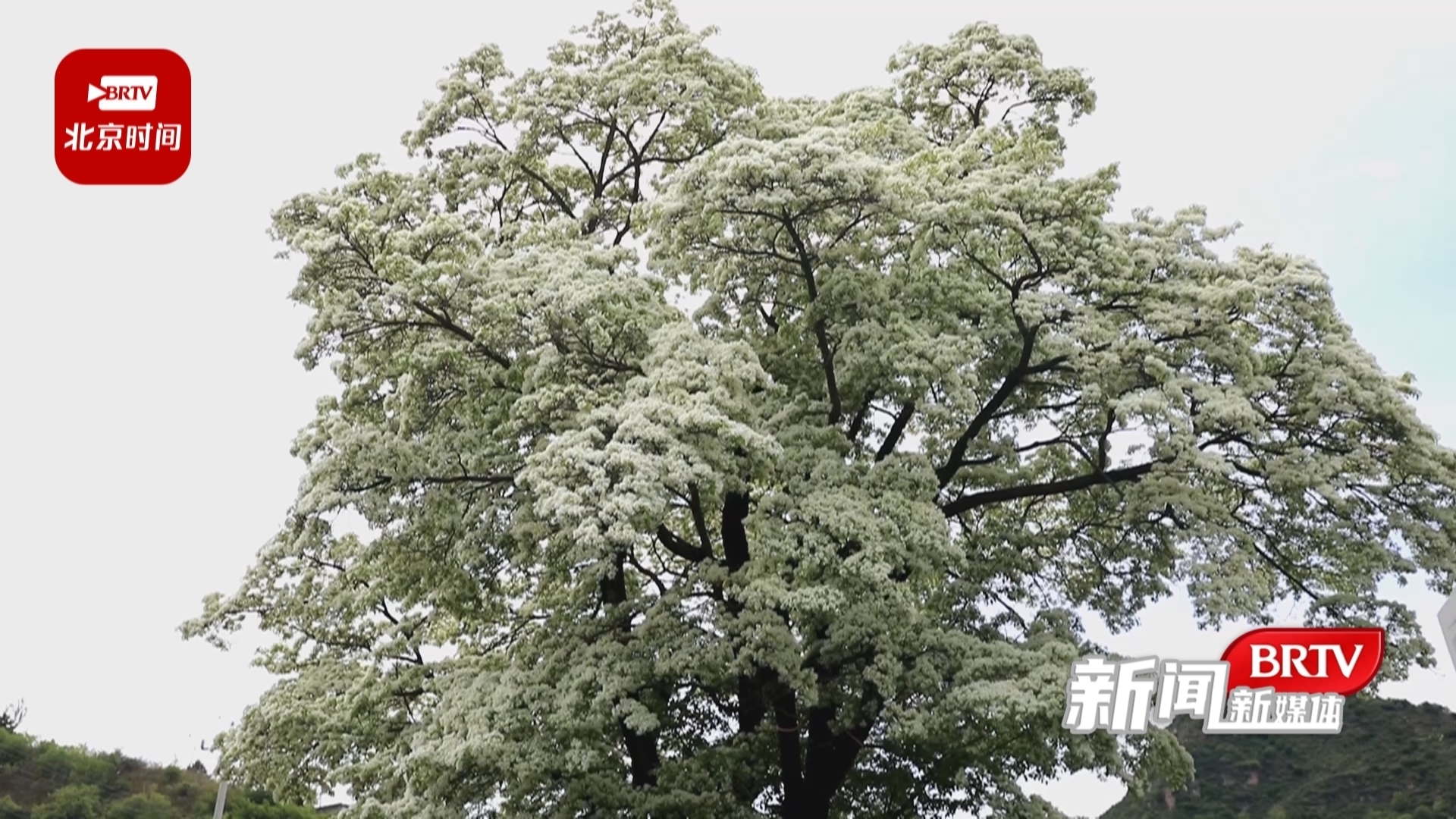 密云580岁古流苏树迎来盛花期 密云580岁古流苏树迎来盛花期
