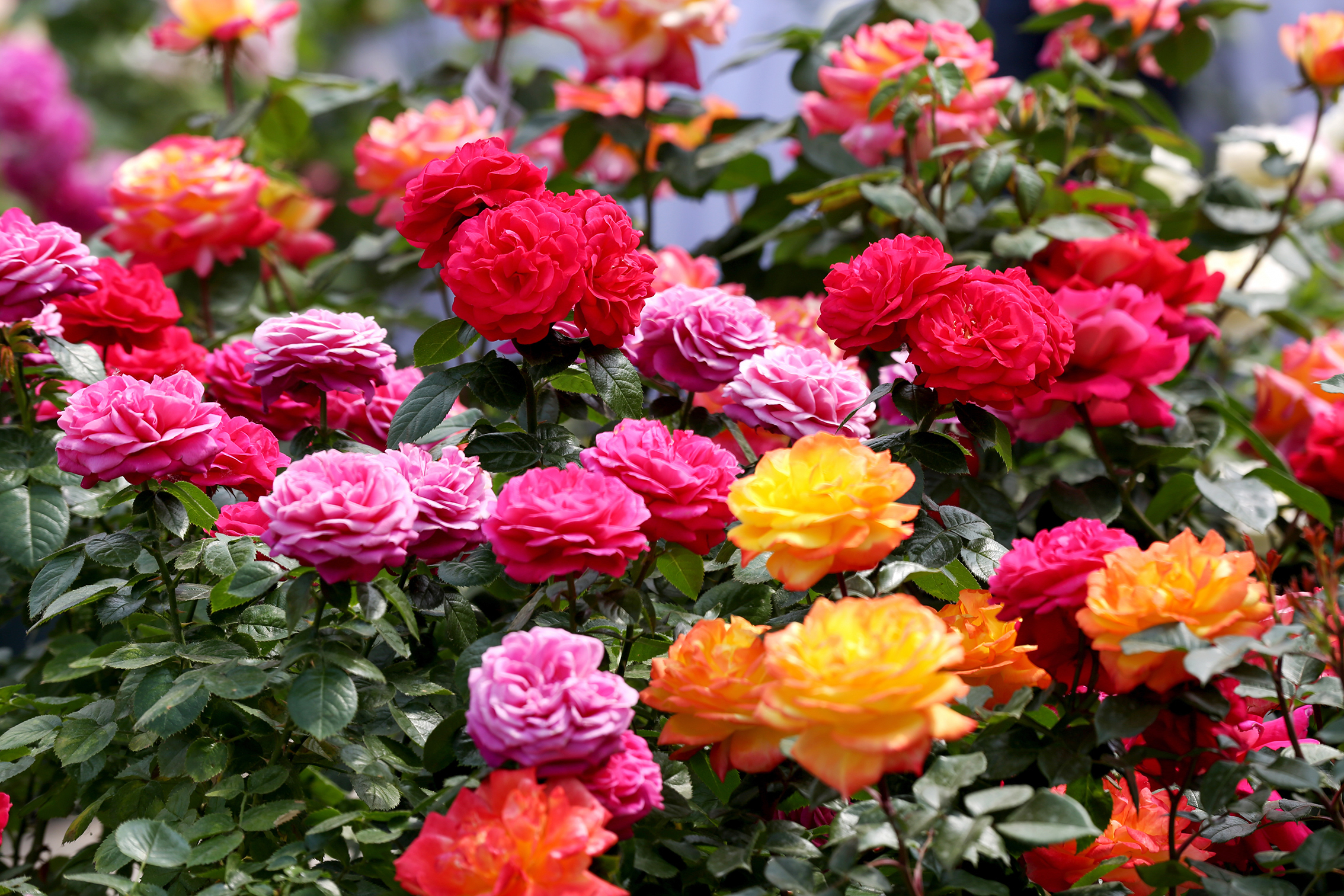 北京月季文化节开幕!京津冀百种月季京城斗艳,共设八大展区