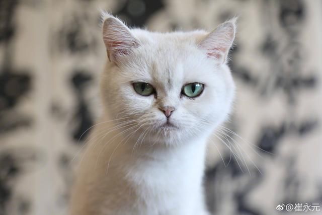 华谊兄弟对质押几乎全部股票公开声明,网友质